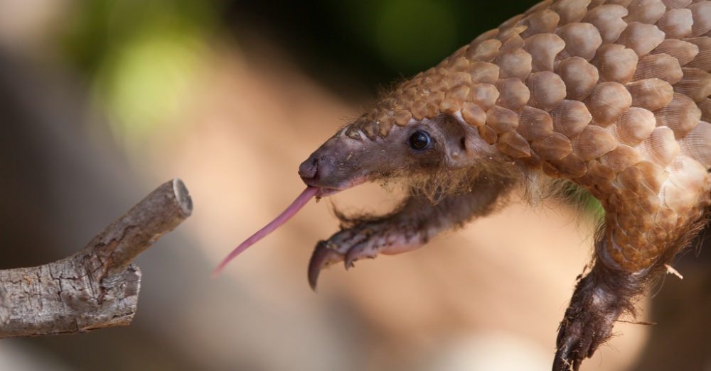 Photo:Flickr/FWS