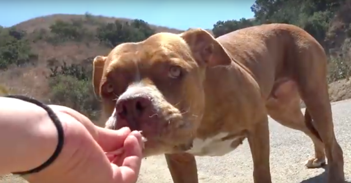 hope for paws