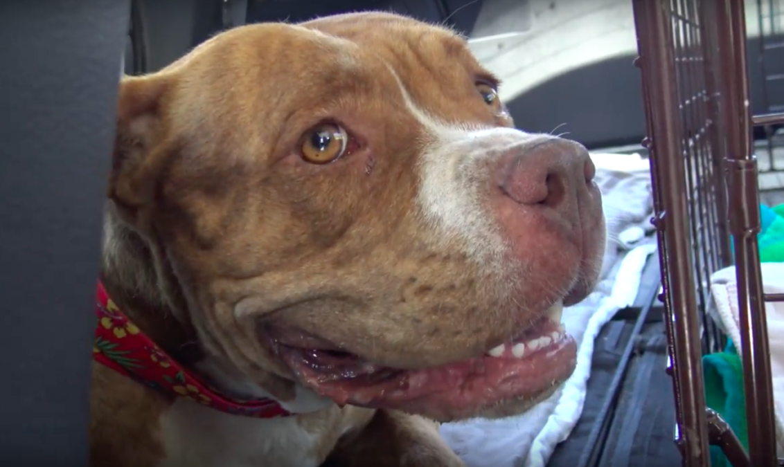 hope for paws