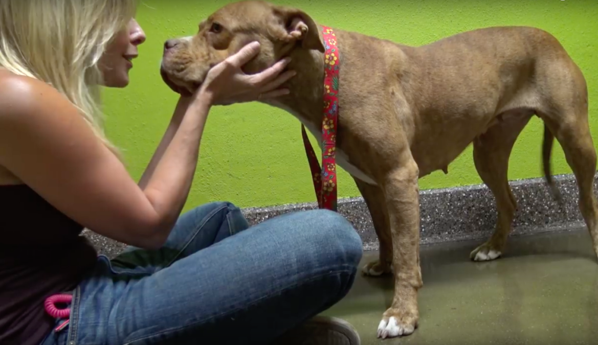 hope for paws