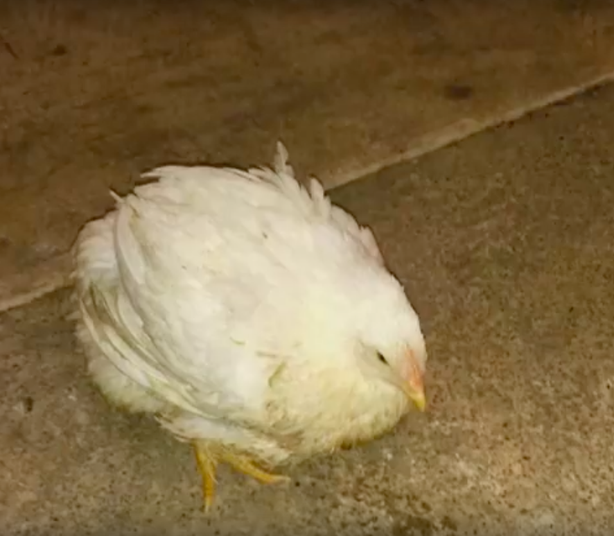 peta