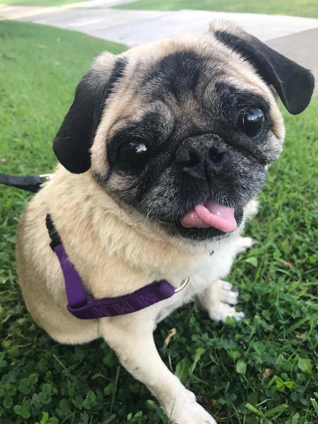 the pug queen