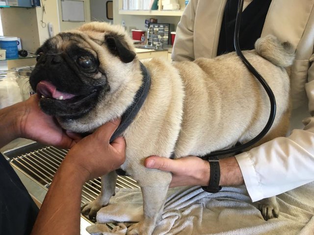 the pug queen
