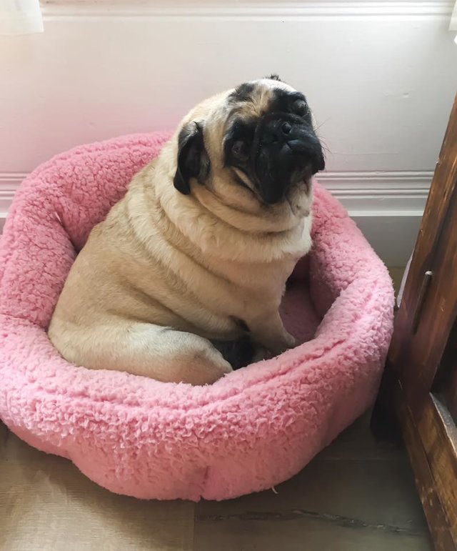 the pug queen