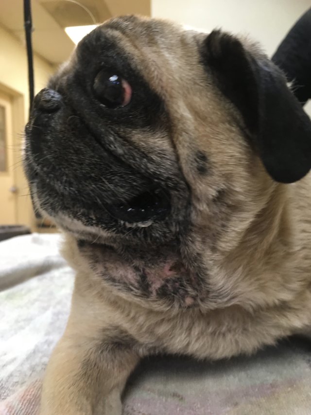 the pug queen