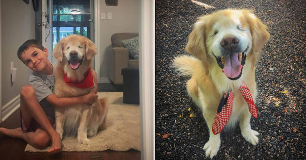 Source: Facebook/Smileytheblindtherapydog