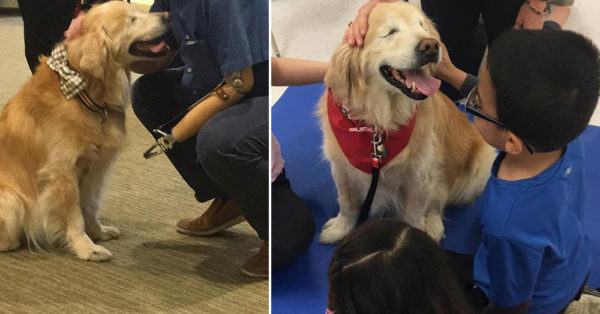 Source: Facebook/Smileytheblindtherapydog