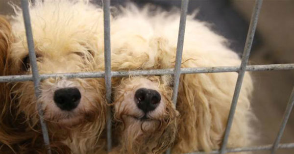 Source: Facebook/SPCA of Texas Dogs from the puppy mill.
