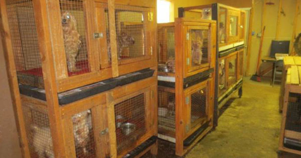Source: Facebook/SPCA of Texas Animals caged up in the puppy mill.