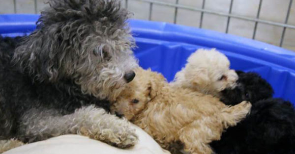 Source: Facebook/SPCA of Texas Dogs rescued from the puppy mill.
