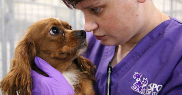 Source: Facebook/SPCA of Texas An SPCA of Texas staff member examines one of the dogs rescued from the puppy mill.