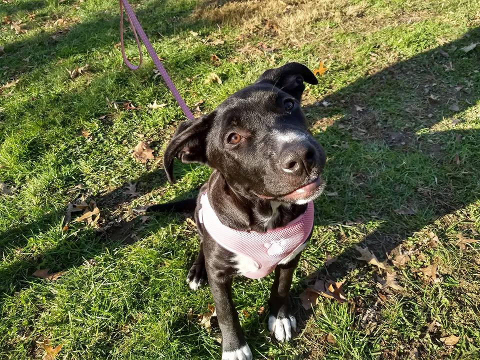 Don't Bully Us Rescue