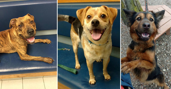Source: City of Buffalo Animal Shelter Dogs at the City of Buffalo Animal Shelter