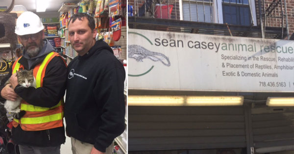 Source: Twitter/NYCTSubway The cat was taken to the Sean Casey Animal Rescue, a no-kill shelter in Brooklyn.