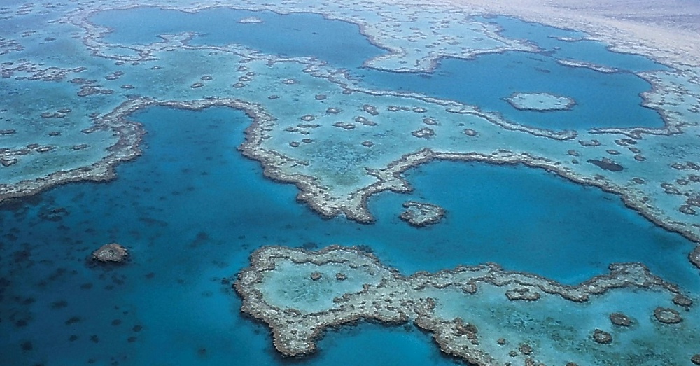 Reef2_1000x523