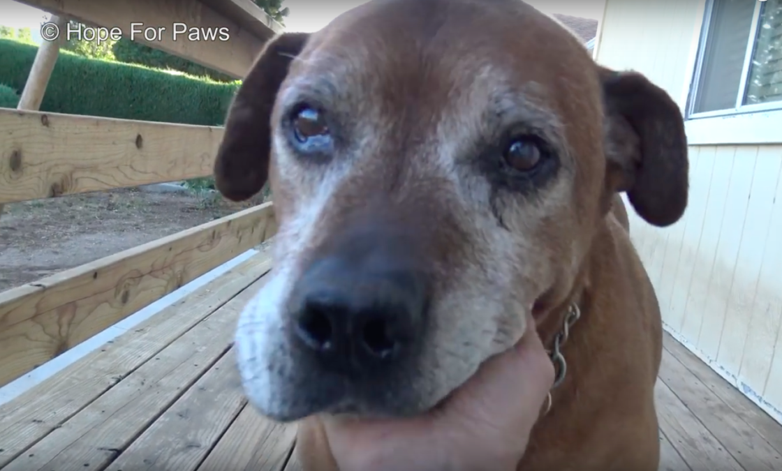 Hope For Paws