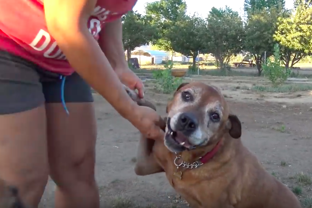 Hope For Paws
