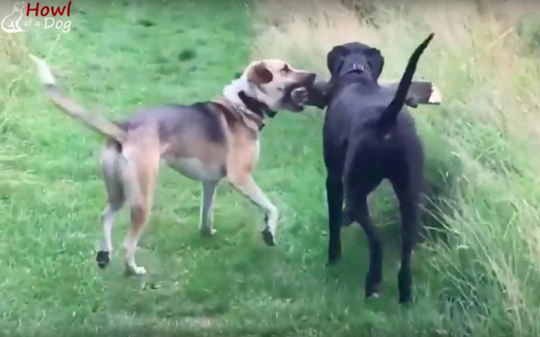 howl of a dog