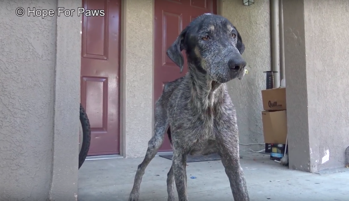 hope for paws