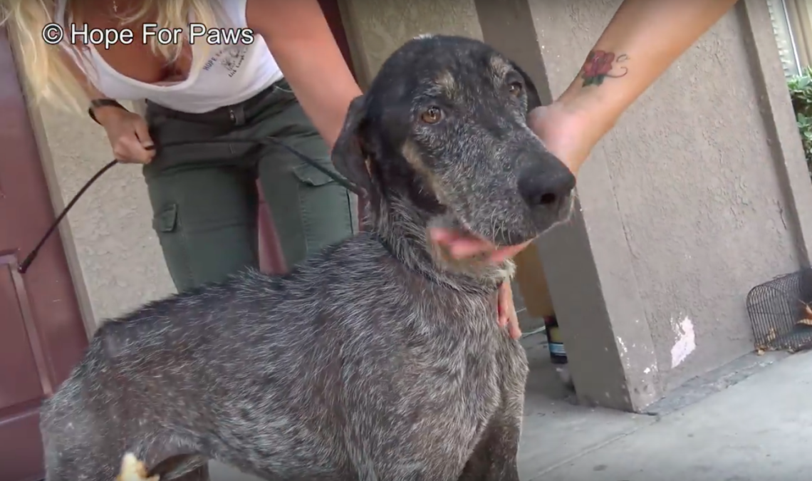 hope for paws