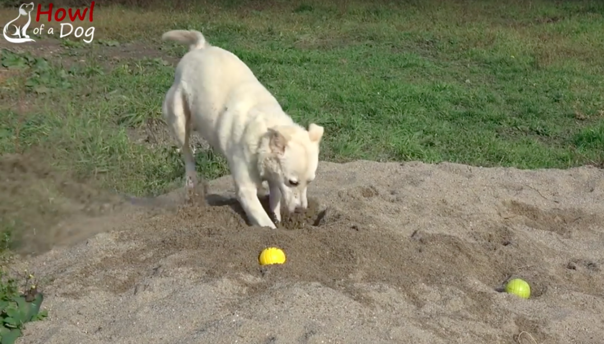 howl of a dog