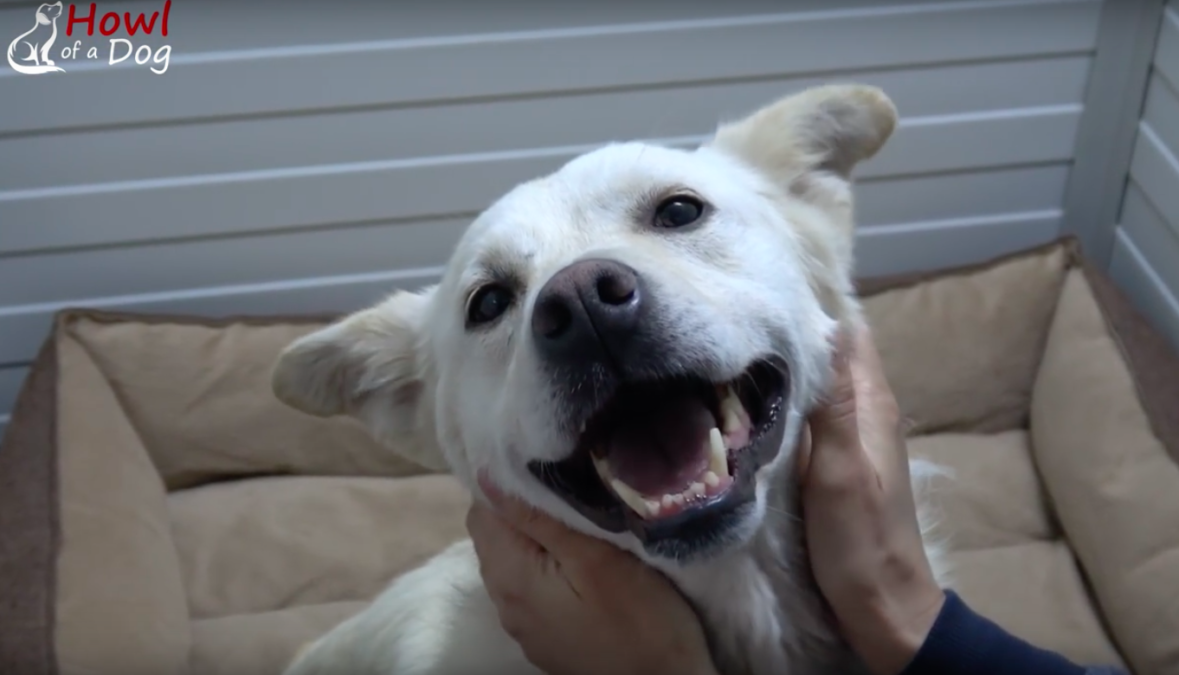 howl of a dog