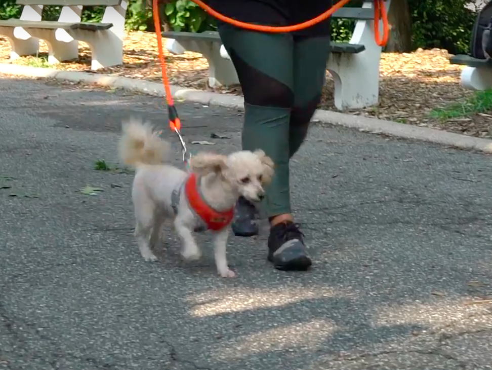 aspca