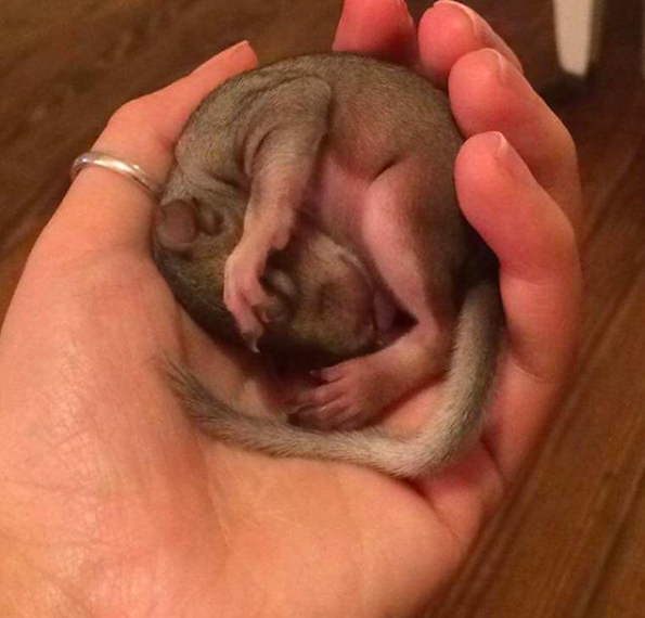 instagram/seymour_the_squirrel