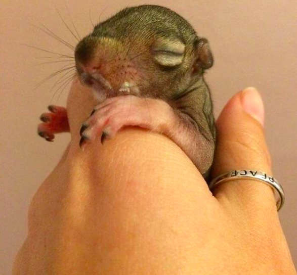 instagram/seymour_the_squirrel