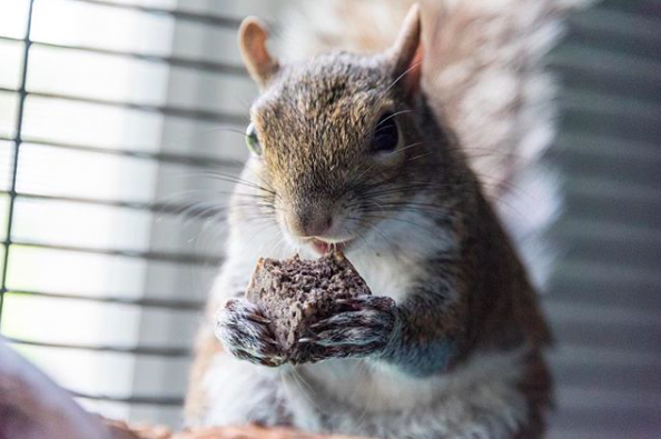 instagram/seymour_the_squirrel