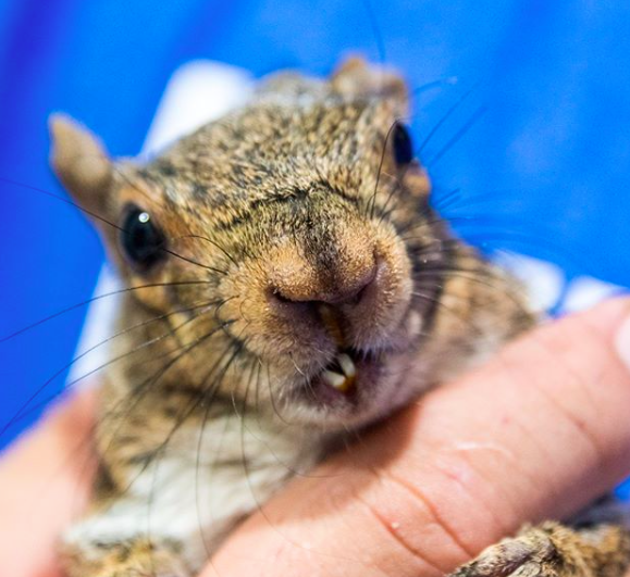 instagram/sabrina_the_squirrel