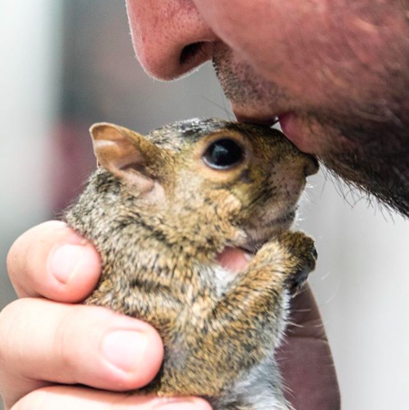 instagram/sabrina_the_squirrel