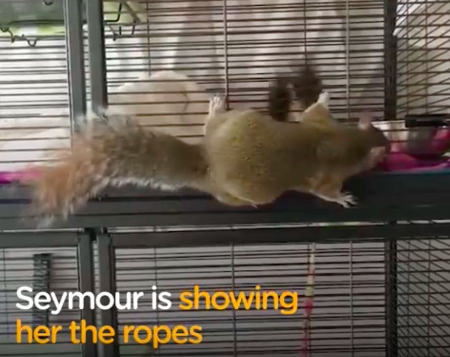 instagram/sabrina_the_squirrel