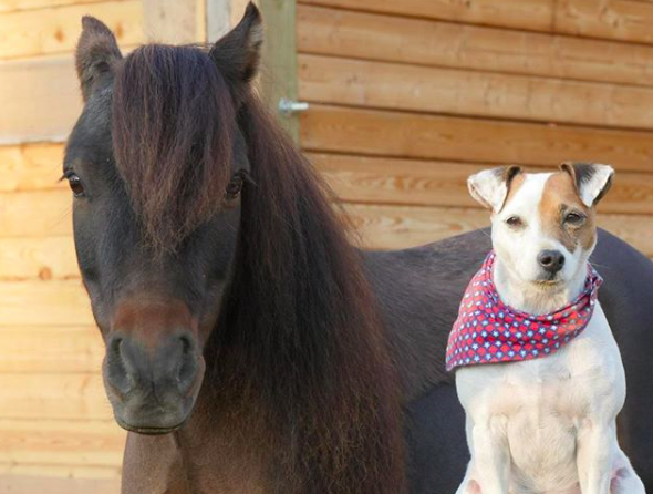 instagram/dally_and_spanky