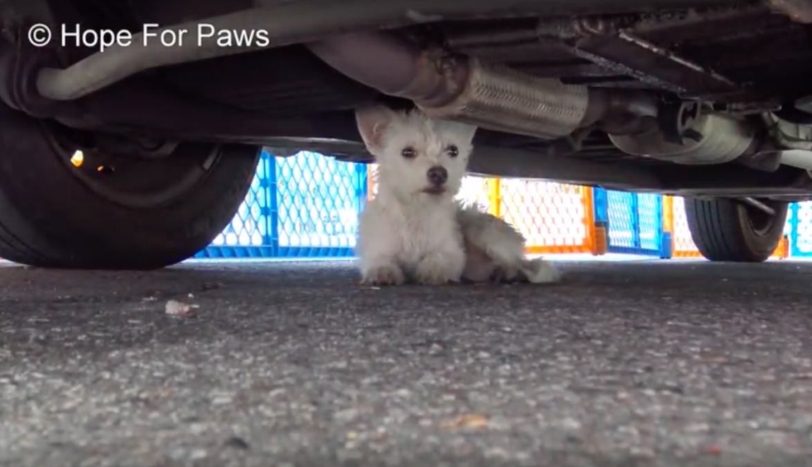 Hope For Paws
