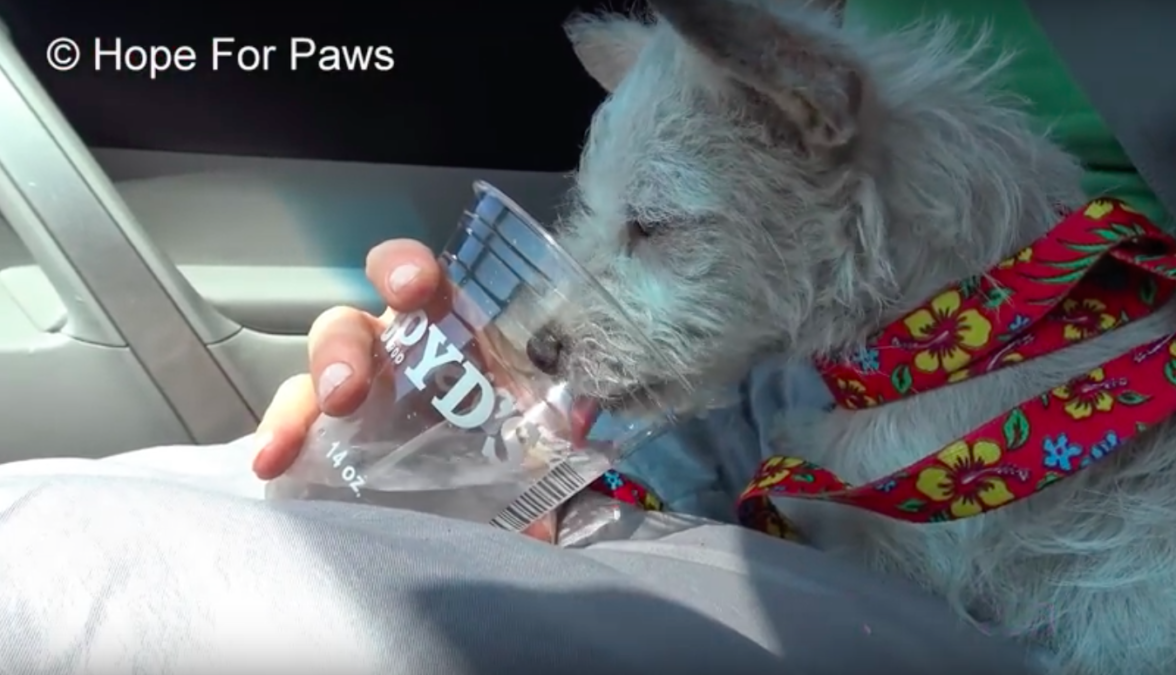 Hope For Paws