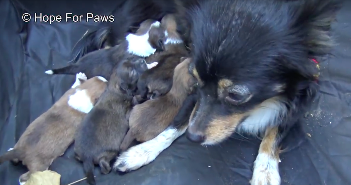 Hope For Paws