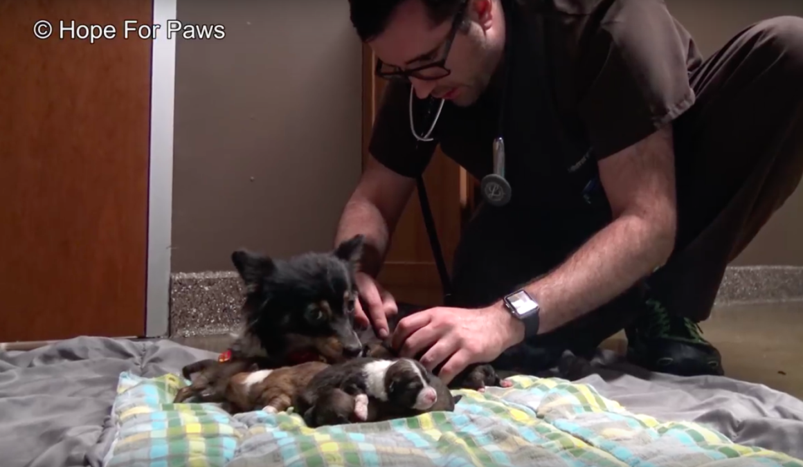 Hope For Paws