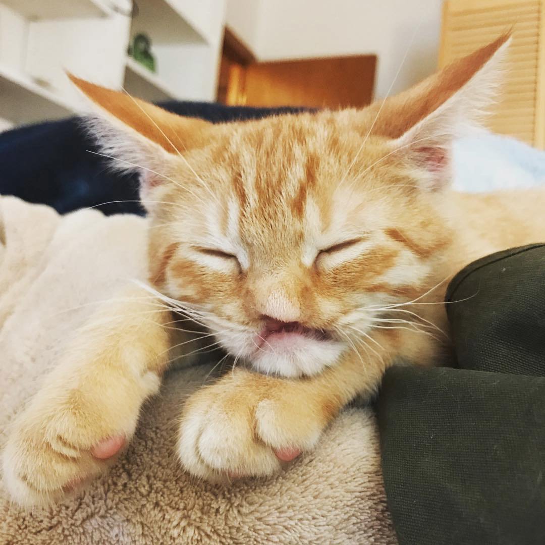 No Nose Nigel/Instagram