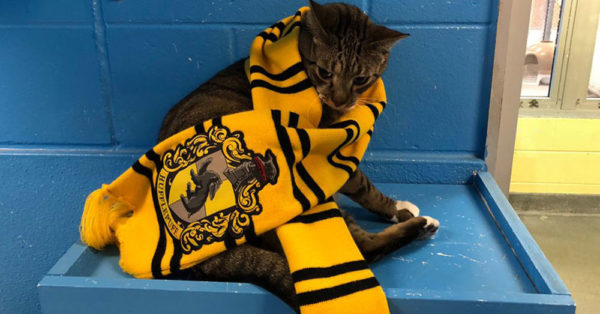 Source: Facebook/Pet Alliance of Greater Orlando Even cats are supporting their magical housemates at the shelter.