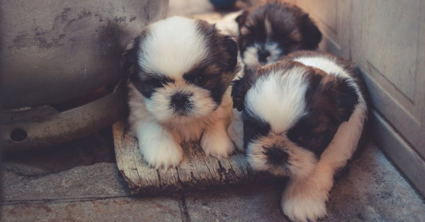 Source: Pexels