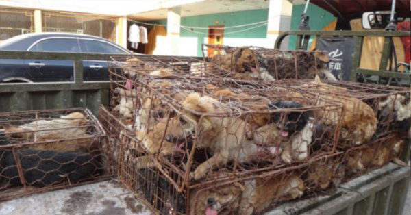 Source: Humane Society International Dogs are stuffed in cages in the meat trade in Yulin, China.