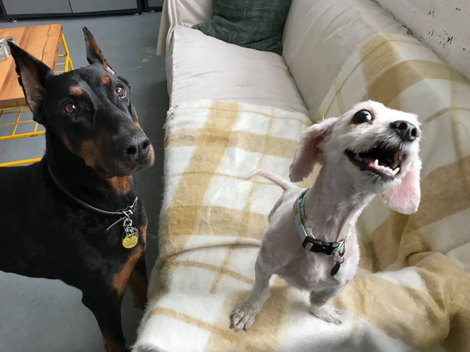 Trio Animal Foundation