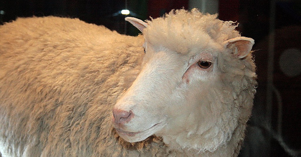 Dolly1_1000x523