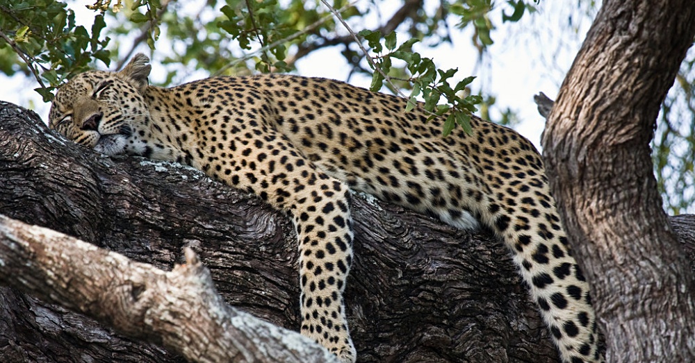 Leopard1_1000x523