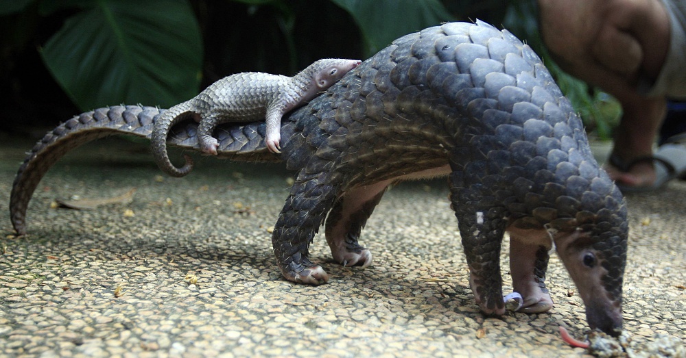 Pangolin1_1000x523