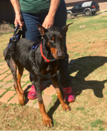Doberman Rescue of North Texas