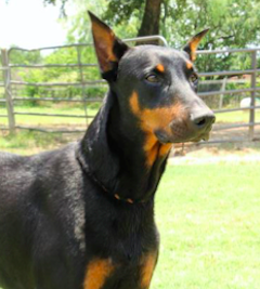 Doberman Rescue of North Texas