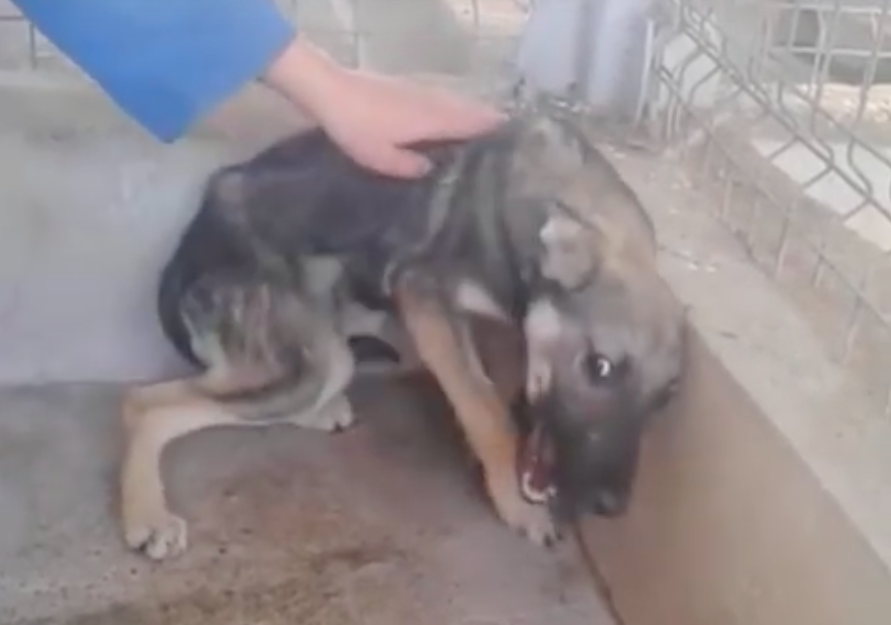 Breasta Animal Shelter