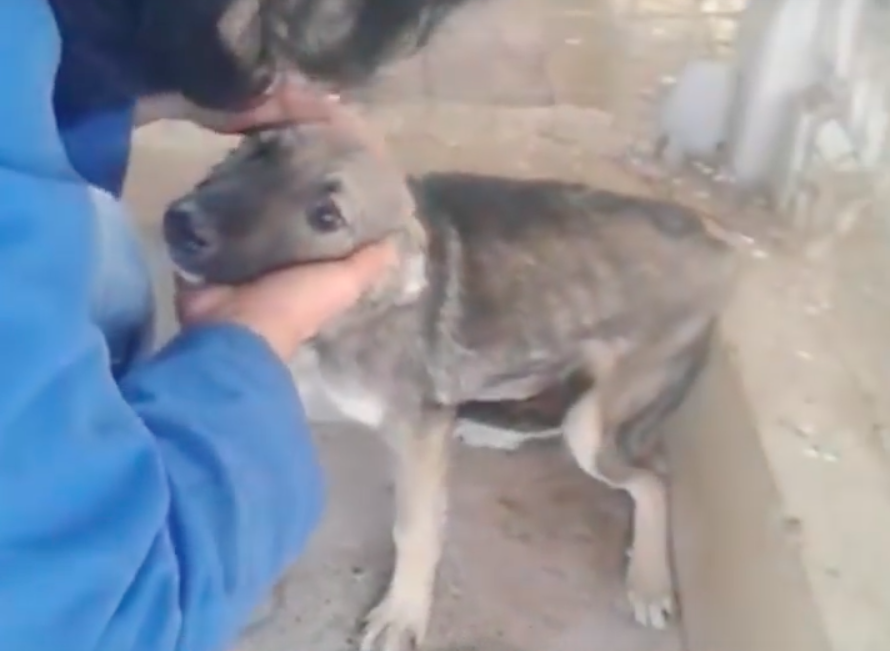 Breasta Animal Shelter